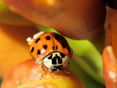 ladybug crop